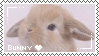 bunnies